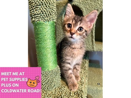 CARL - Domestic Short Hair available for adoption