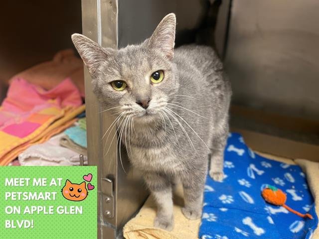 MONARCH - Domestic Short Hair available for adoption