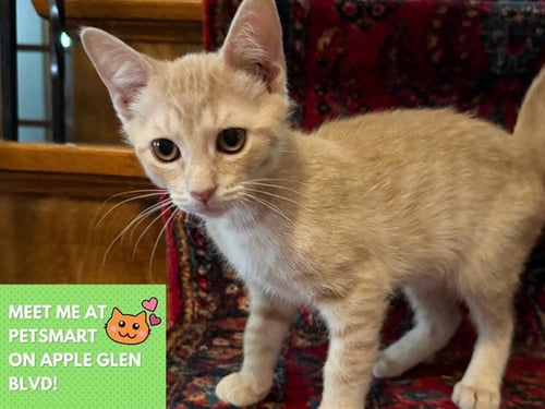 SHERBET LEMON - Domestic Short Hair available for adoption