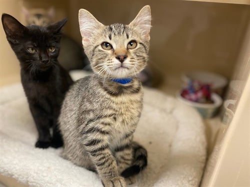 SQUASH - Domestic Short Hair available for adoption