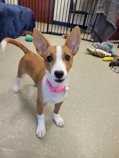 TILLY Image