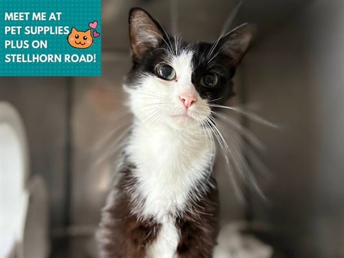 THE DUCHESS - Domestic Medium Hair available for adoption