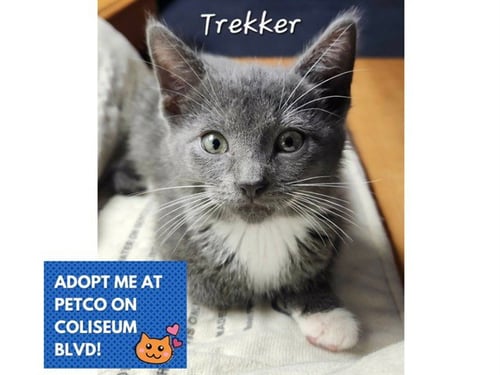 TREKER - Domestic Short Hair for adoption in Fort Wayne