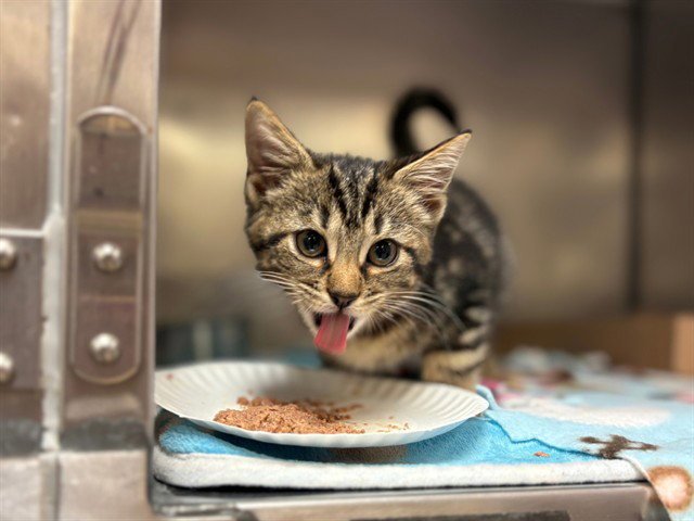 KAT Image