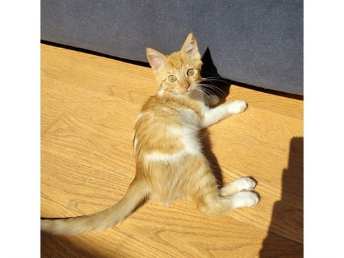 ELSIE - Domestic Short Hair available for adoption