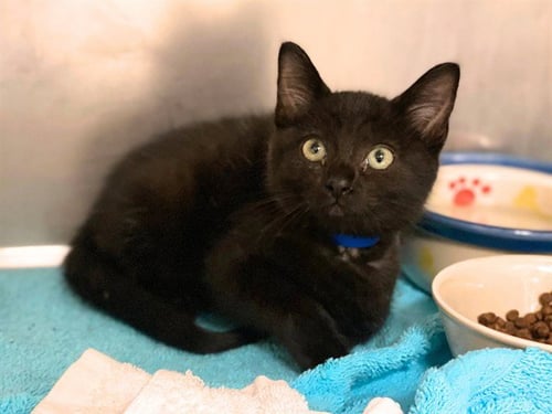 CHAZ - Domestic Short Hair available for adoption