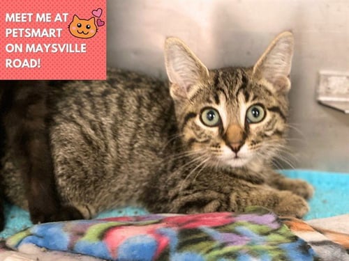 CHESTER - Domestic Short Hair available for adoption