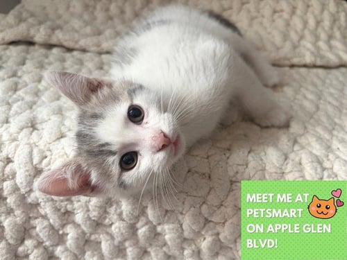 GALAXY - Domestic Short Hair available for adoption