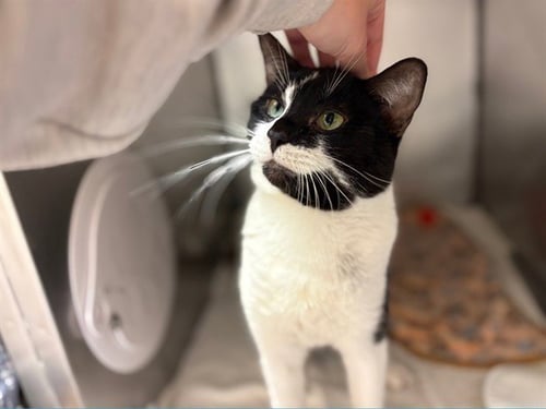 SLASH - Domestic Short Hair available for adoption