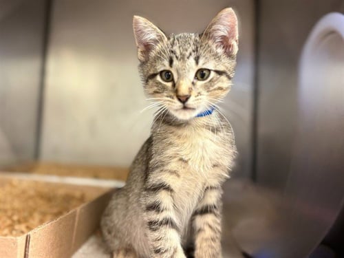 POE - Domestic Short Hair available for adoption