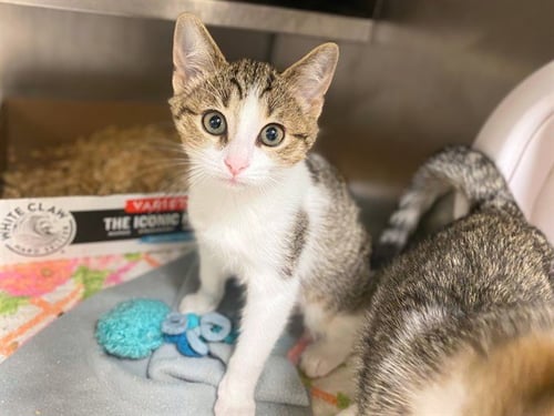 OOPSIE - Domestic Short Hair for adoption in Fort Wayne