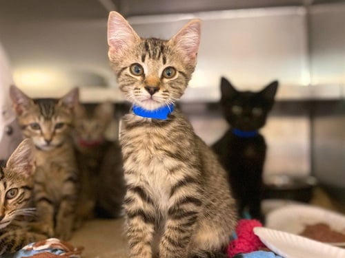 SQUASH - Domestic Short Hair available for adoption