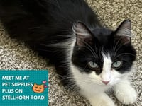 ALFIE - Photo 1