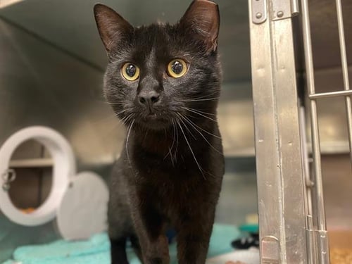 BINX - Domestic Short Hair available for adoption