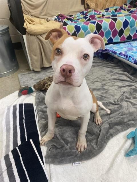 RUDY - Pit Bull Terrier available for adoption