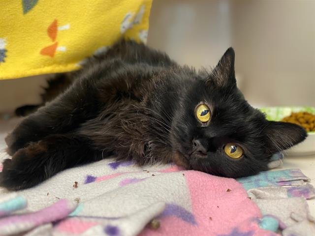 MEOW MEOW - Domestic Medium Hair available for adoption