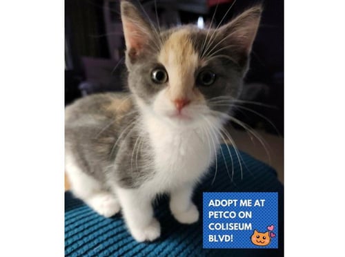 SCOUT - Domestic Short Hair for adoption in Fort Wayne