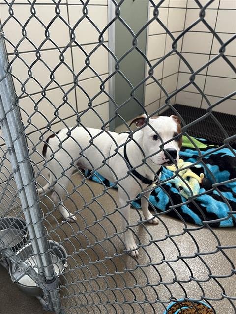 WILLOUGHBY - Pit Bull Terrier available for adoption