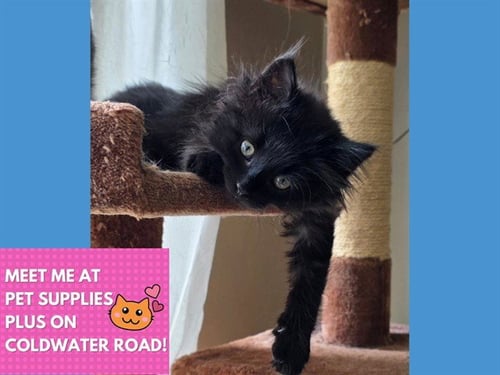 WHITNEY - Domestic Long Hair available for adoption