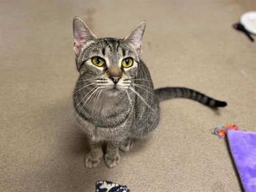 KATNISS - Domestic Short Hair available for adoption