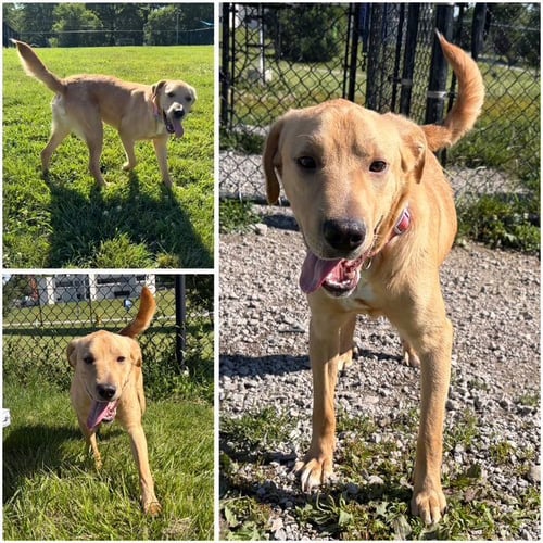 MARLEY - Labrador Retriever available for adoption
