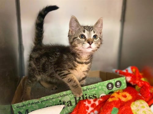 WALRUS - Domestic Short Hair available for adoption