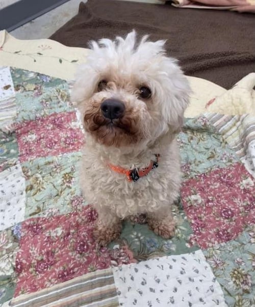 SHARKY - Poodle (Miniature) available for adoption