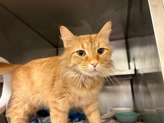 JASPER - Domestic Medium Hair available for adoption