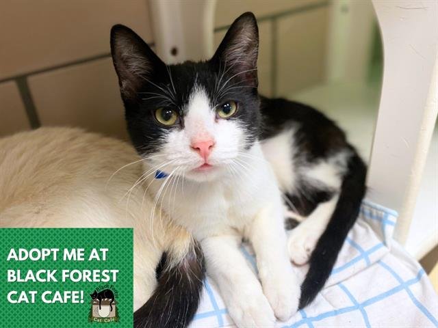 COZMO - Domestic Short Hair available for adoption