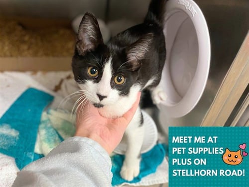 FIGARO - Domestic Short Hair available for adoption