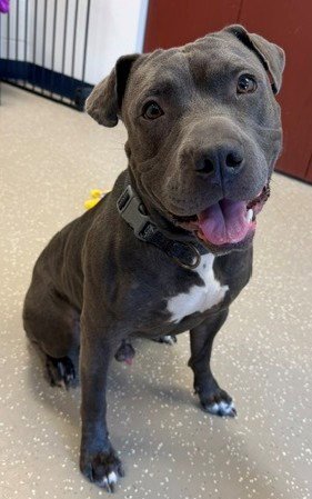 COBI - Pit Bull Terrier available for adoption