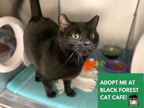 PEACHES - Domestic Short Hair for adoption in Fort Wayne