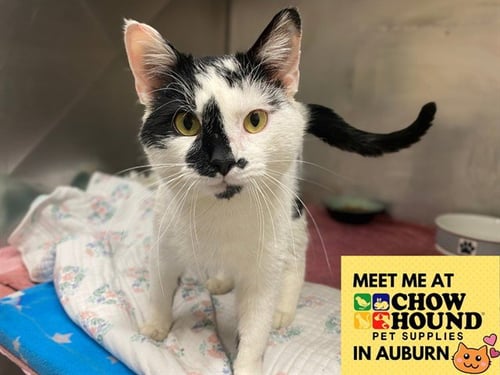 CLETUS - Domestic Short Hair available for adoption