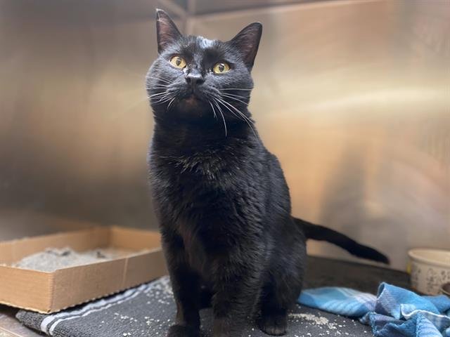 JULIA - Domestic Short Hair available for adoption