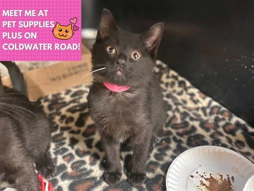 RASPBERRY - Domestic Short Hair available for adoption