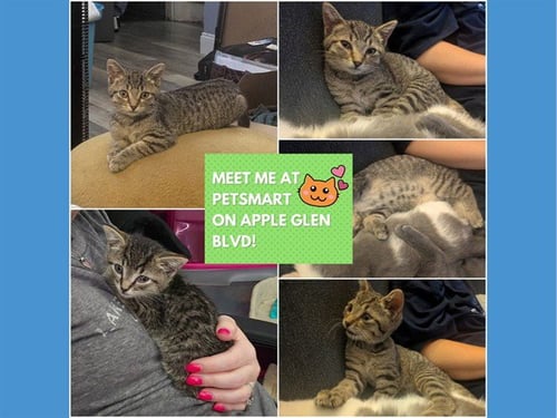 SNEEZY - Domestic Short Hair available for adoption