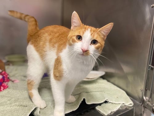 MONTY - Domestic Short Hair available for adoption