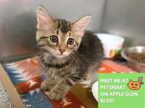 ZIP - Domestic Medium Hair available for adoption