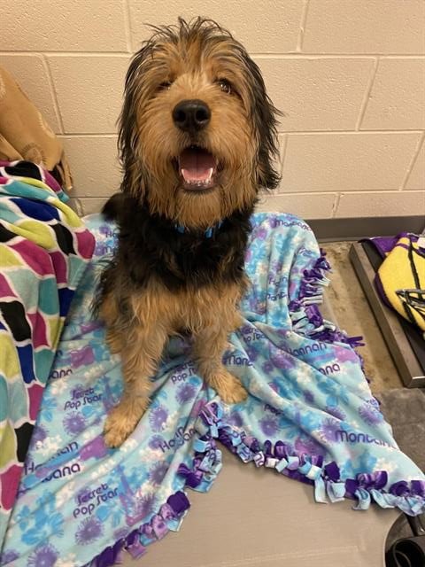 DYNOMITE - Rottweiler / Poodle (Standard) available for adoption