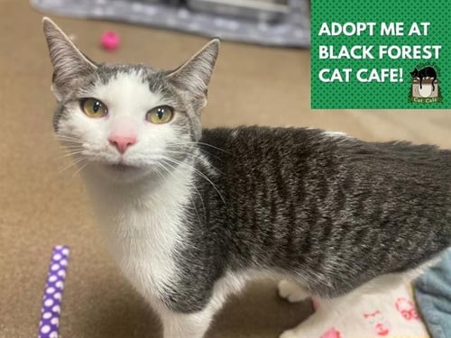 LUNA - Domestic Short Hair available for adoption