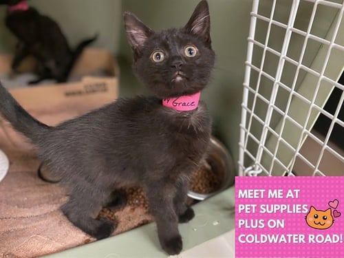 GRACIE - Domestic Short Hair for adoption in Fort Wayne
