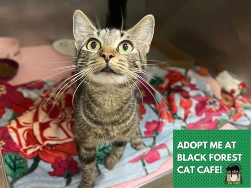 MADISON - Domestic Short Hair available for adoption