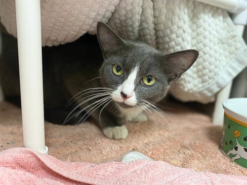 GRACE - Domestic Short Hair available for adoption