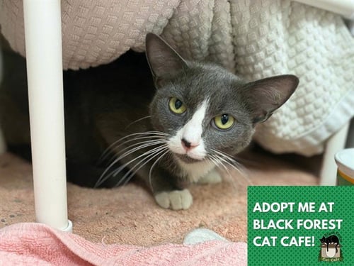 GRACE - Domestic Short Hair for adoption in Fort Wayne
