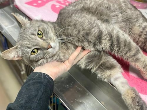 MR. JONES - Domestic Short Hair for adoption in Fort Wayne