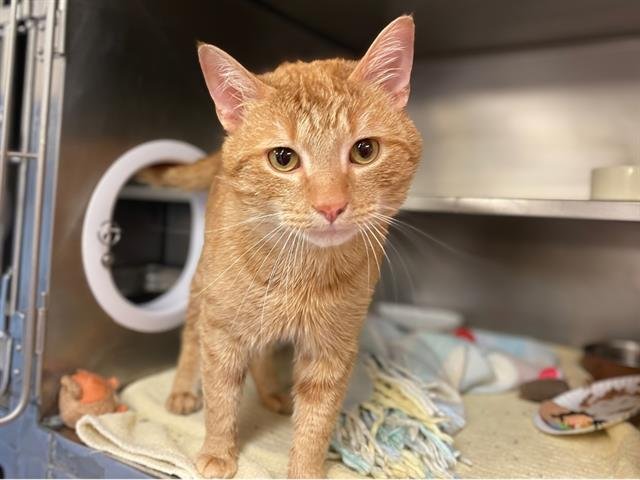 GEORGE - Domestic Short Hair available for adoption