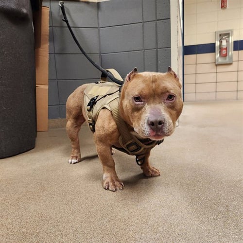 MUFASA - Pit Bull Terrier available for adoption