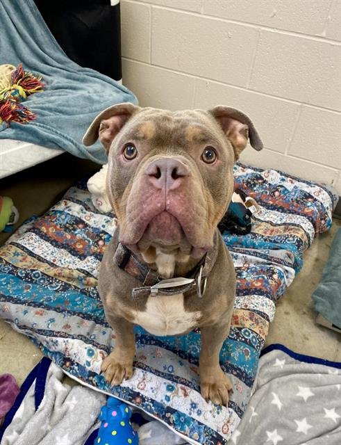 WeRescue - Adopt OG: Pit Bull Terrier in Fort Wayne, IN