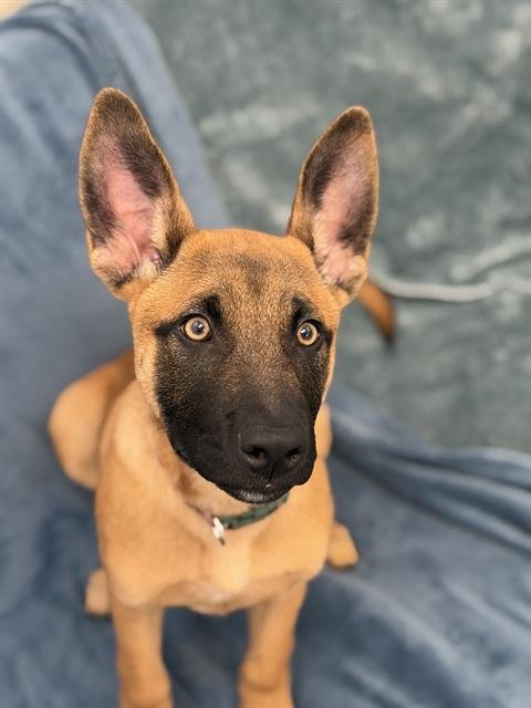 FLEX - Belgian Shepherd Malinois available for adoption