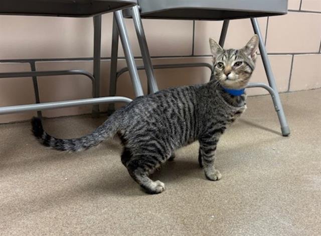 CIABATTA - Domestic Short Hair available for adoption